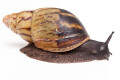 Archachatina camerunensis Cameroon adult